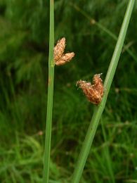 Scirpus pungens
